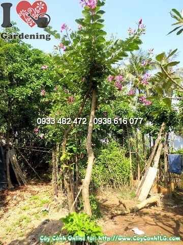 Cây Hoa Ban (Cao 4m – Đường kính: 15cm – Ms: 12438)