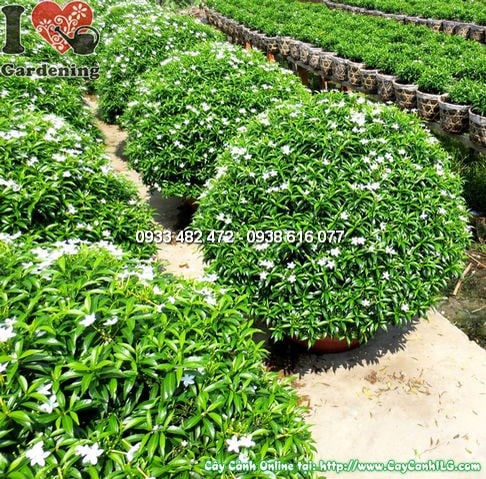 Cây Mai Vạn Phúc Cắt Tròn Lớn (Cao 60cm – Tán 80cm – Ms: 12446)