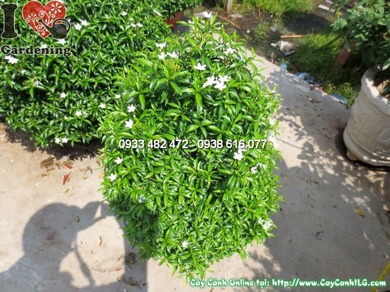 Cây Mai Vạn Phúc Cắt Tháp (Cao 60cm – Ms: 12453)