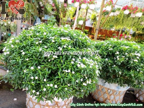 Cây Mai Vạn Phúc (Cao 50cm – Tán 70cm – Ms:12458)