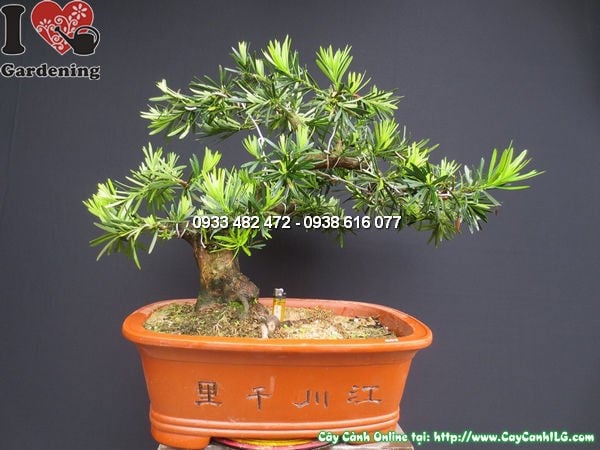 Cây La Hán Tùng Bonsai Chậu Trung Quốc (Cao 45cm, Hoành 24cm, Ms:12486 )