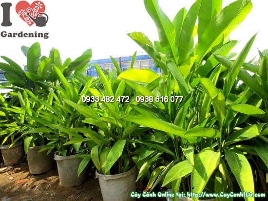 Cây Chuối Mỏ Phượng (Cao 1,5m – Ms: 12097)