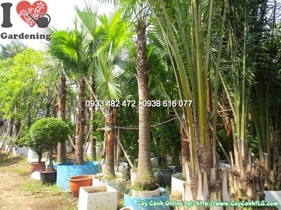 Cây Dừa Dầu (Đường kính: 0,7m – Ms:12104)