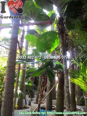 Cây Cọ Nhật (Cao 3m – Ms:12111)