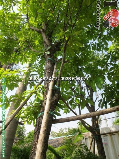 Cây Chiếc (Cao 4,5m – Ms:12120)