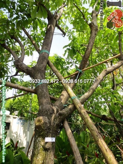 Cây Chiếc (Cao 4m – Ms:12122)