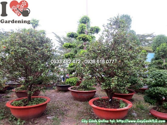 Cây Mai Đỏ (Cao 2m – Ms: 12126)