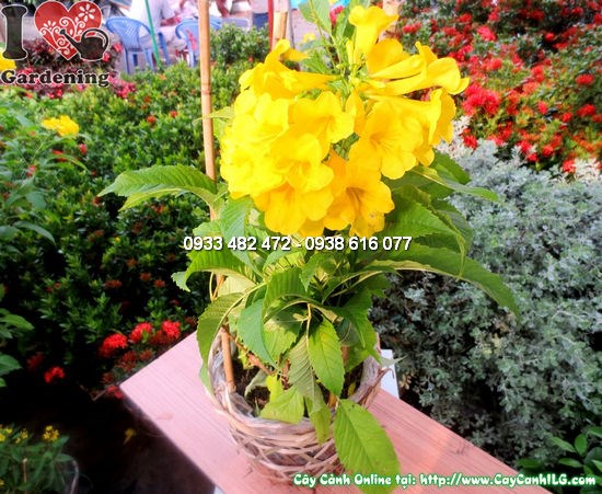 Cây Huỳnh Liên (Cao 55cm – Ms:12136)