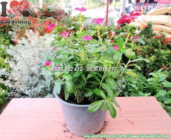 Cây Hoa Hải Đằng Thái (Cao 25cm – Ms:12143)