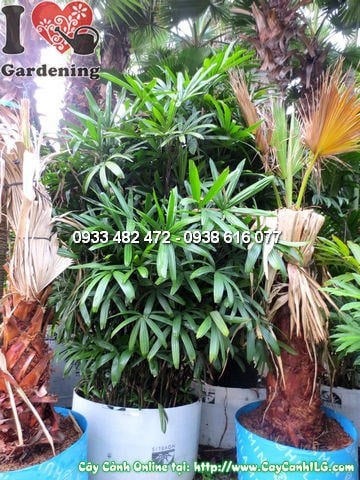 Cây Mật Cật (Cao 3m – Ms:12147)