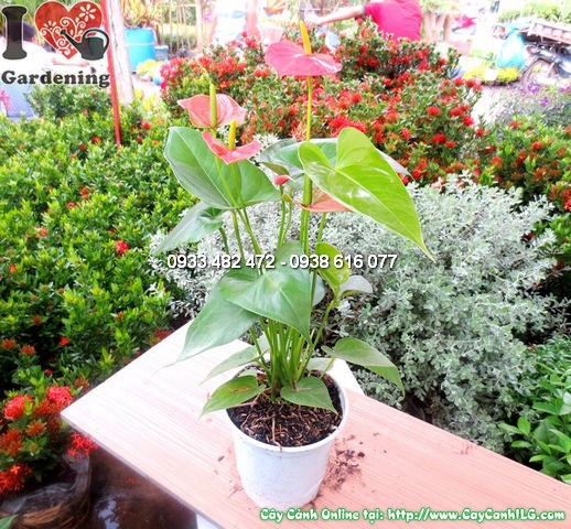Cây Hồng Môn (Cao 30cm – Ms:12156)