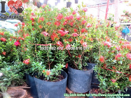 Cây Mẫu Đơn Đỏ Lớn(Cao 60cm – Ms:12154)