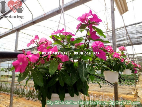 Cây Dừa Cạn Treo (Cao 30cm – Ms:13185 )
