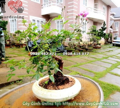 Cây Hồng Leo Bonsai (Cao 30cm – Ms: 13234)