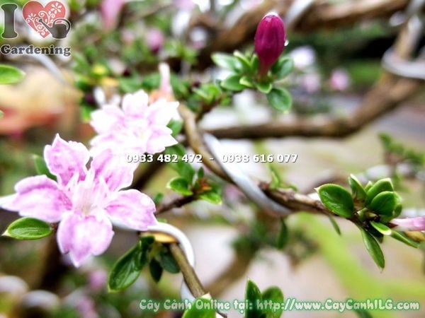 Cây Hồng Loan Mai Bonsai Tiểu Cảnh (Cao 60cm – Ms: 13263 )