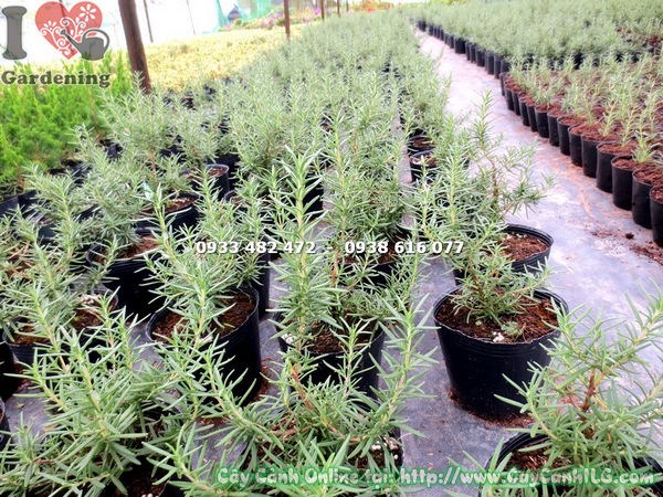 Cây Hương Thảo (Cao 20cm – Ms: 13277 )
