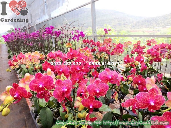 Cây Phong Lan Hồ Điệp Hoa Nhiều Màu (Ms: 15439)