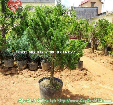 Cây Tùng Búp (Cao 1m, Đường Kính 5cm – Ms: 15436)