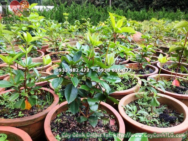 Cây Đỗ Quyên Úc Hoa Vàng (Cao 45cm -Ms: 15437)