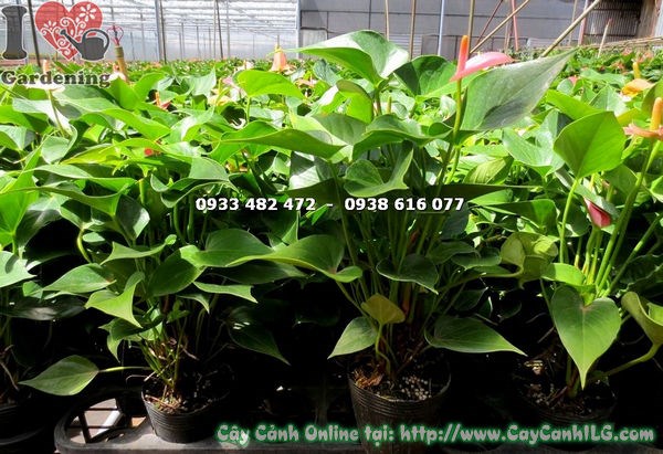Cây Hoa Tiểu Hồng Môn (Cao 30cm – Ms: 15453)
