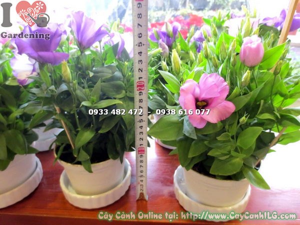 Cây Hoa Cát Tường Màu Hồng (Cao 17cm – Ms: 15435)