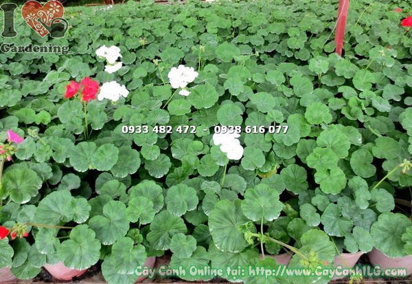 Cây Hoa Phong Lữ Màu Cam (Ms: 15474)