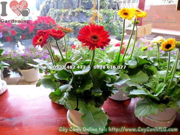 Cây Hoa Đồng Tiền Màu Đỏ Mini (Ms: 15482)
