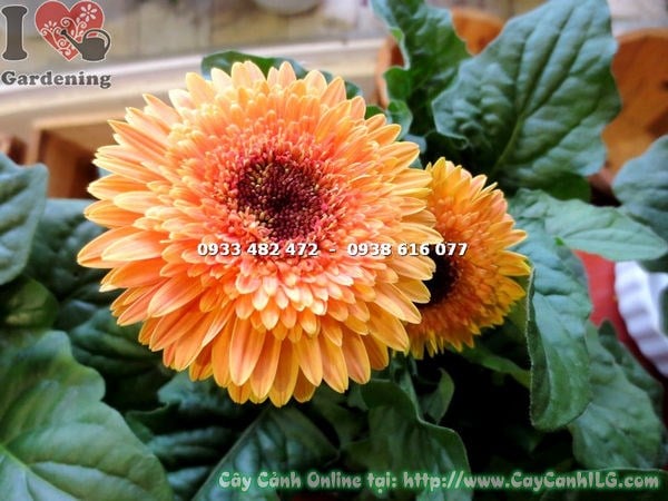 Cây Hoa Đồng Tiền Màu Cam Nhạt Mini (Ms: 15485)