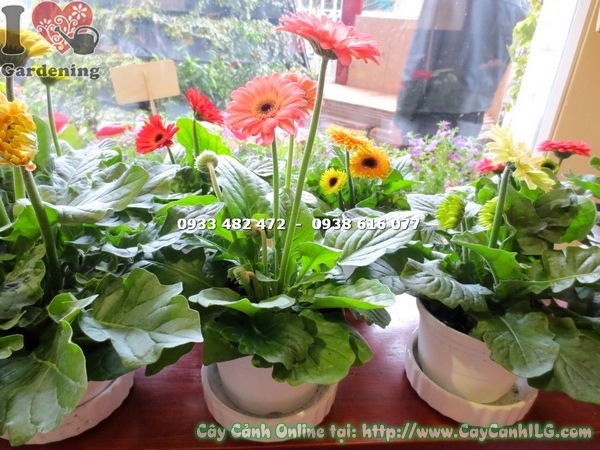 Cây Hoa Đồng Tiền Màu Hồng Phấn Mini (Ms: 15525 )