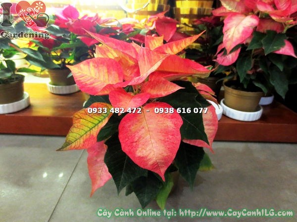 Cây Trạng Nguyên Giống Mới (Cao 20cm – Ms: 15527)