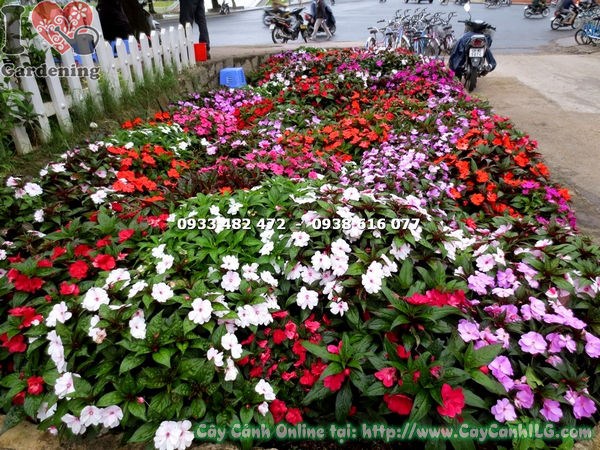 Cây Hoa Mai Địa Thảo Nhiều Loại (Ms:15562 )