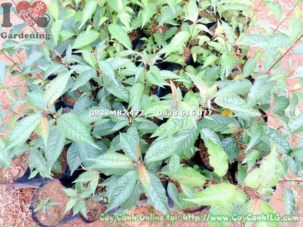 Cây Hoa Anh Đào Giống (Cao 40cm – Ms: 15563)