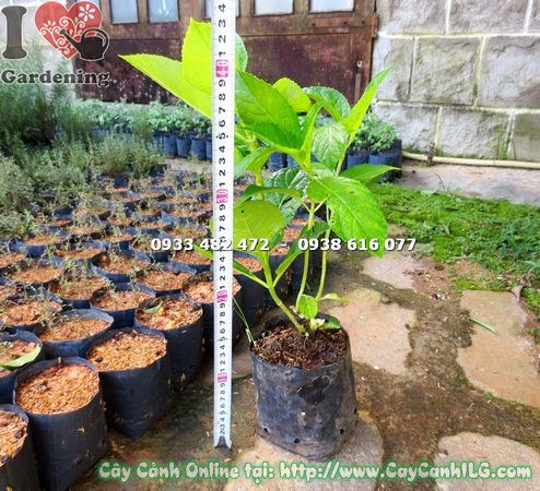 Cây Cẩm Tú Cầu Giống (Cao 30cm – Ms: 15577)