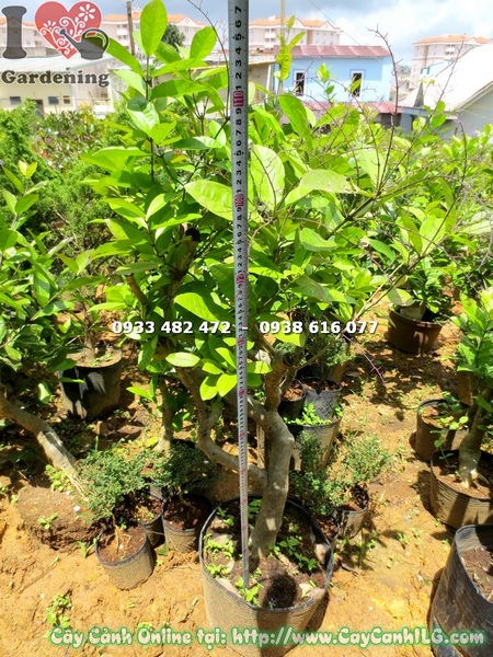 Cây Mai Xanh Gốc Lớn (Cao 1m1 – Ms: 15594)