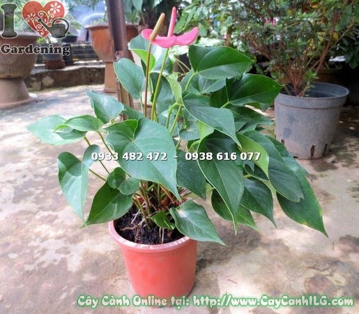 Cây Tiểu Hồng Môn Lớn (Cao 35cm – Ms: 15626)