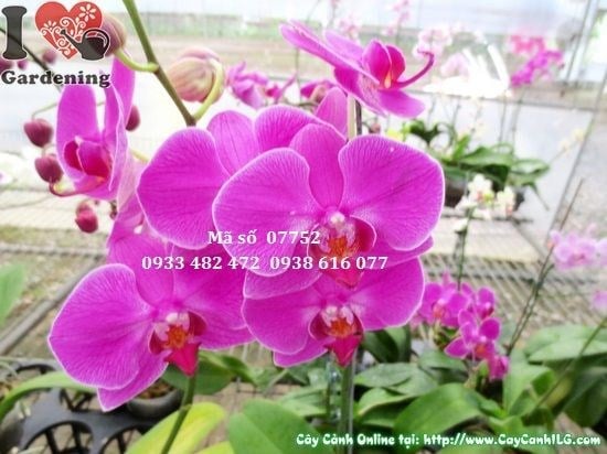 Cây Phong Lan Hồ Điệp (Cao 50cm – Ms: 07752)