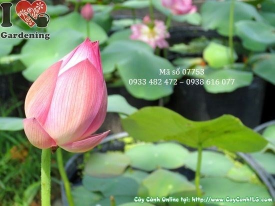 Cây Hoa Sen Cung Đình Mới (Cao 50cm – Ms: 07753)