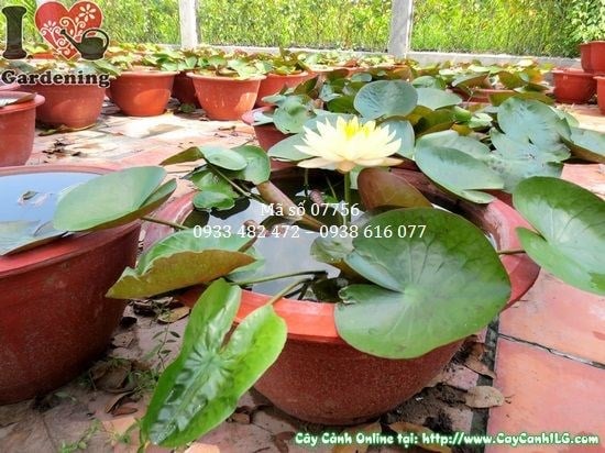 Cây Hoa Súng Vàng Giống Mới (Cao 30cm – Ms: 07756)