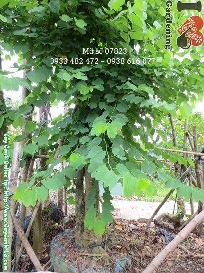 Cây Móng Bò (Cao 5m – Đường kính: 40cm – Ms: 07823)