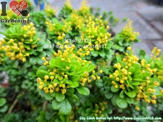 Cây Ngâu Tàu Lớn (Cao 25cm – Ms: 07824)