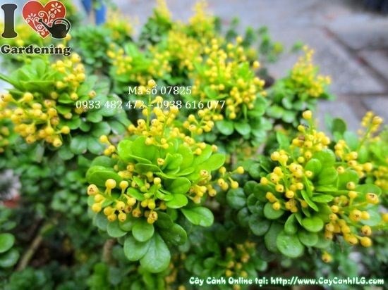 Cây Ngâu Tàu Loại Trung (Cao 20cm – Ms: 07825)