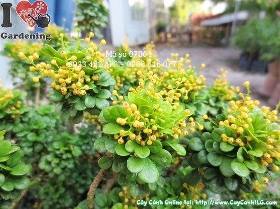 Cây Ngâu Tàu Mini (Cao 12cm – Ms: 07840)
