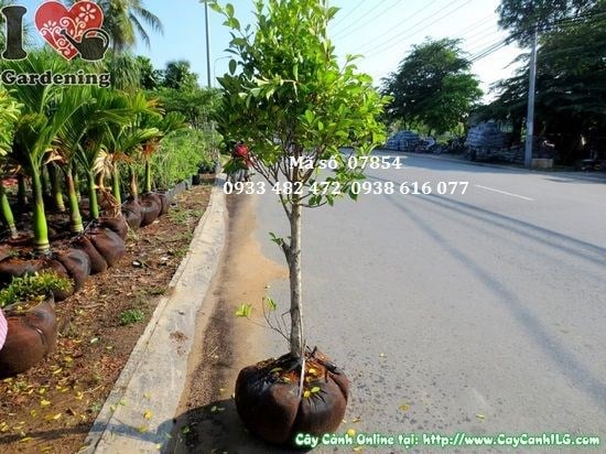 Cây Si Cắt Tròn (Cao 1,2m – Ms: 07854)