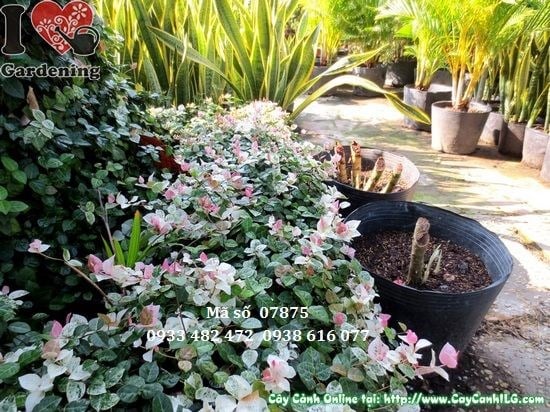 Cây Thằn Lằn Cẩm Thạch Lớn (Cao 10cm – Ms: 07875)