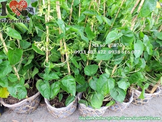 Cây Thiên Lý Có Hoa (Cao 40cm – Ms: 07876)