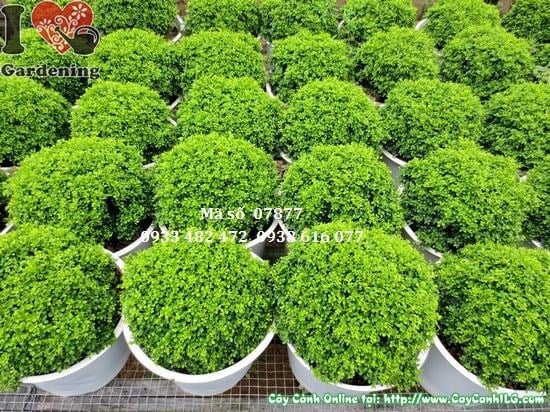 Cây Toàn Cầu Cỡ Trung (Cao 10cm – Ms: 07878)