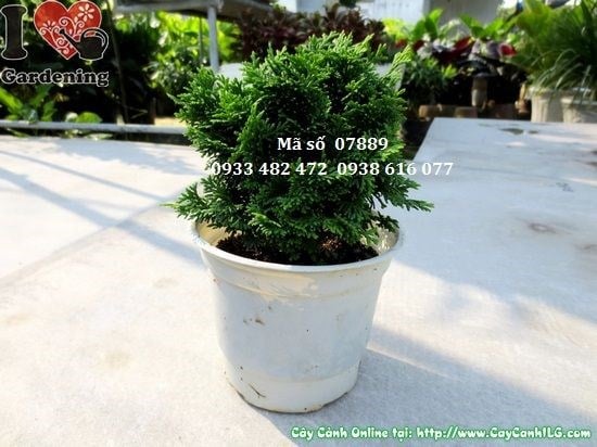 Cây Trắc Xoắn Mini (Cao 10cm – Ms: 07889)