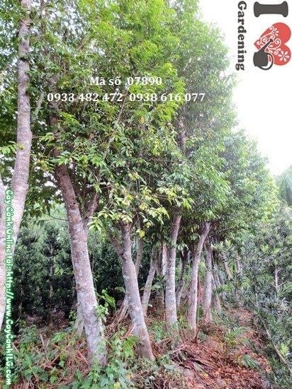 Cây Trầm Hương (Cao 4m – Ms: 07890)