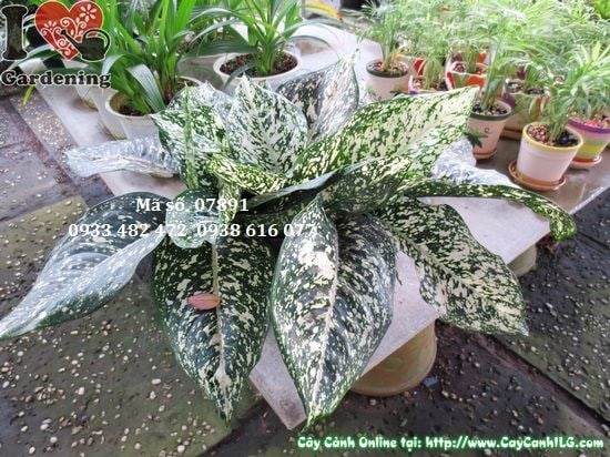 Cây Trầu Bà Chân Rít Mới (Cao 10cm – Ms: 07891)