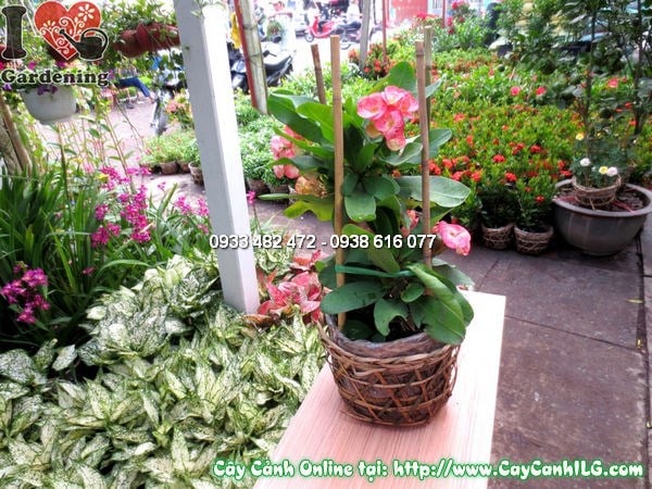 Cây Xương Rắn (Cao 30cm – Ms:10649)